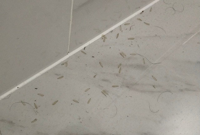 白(bái)蟻防治中心分享珠海消滅白蟻簡單有效方法(fǎ)!(圖2) 白蟻防治中心分享(xiǎng)珠海消滅白蟻簡單有效方法!(圖2)