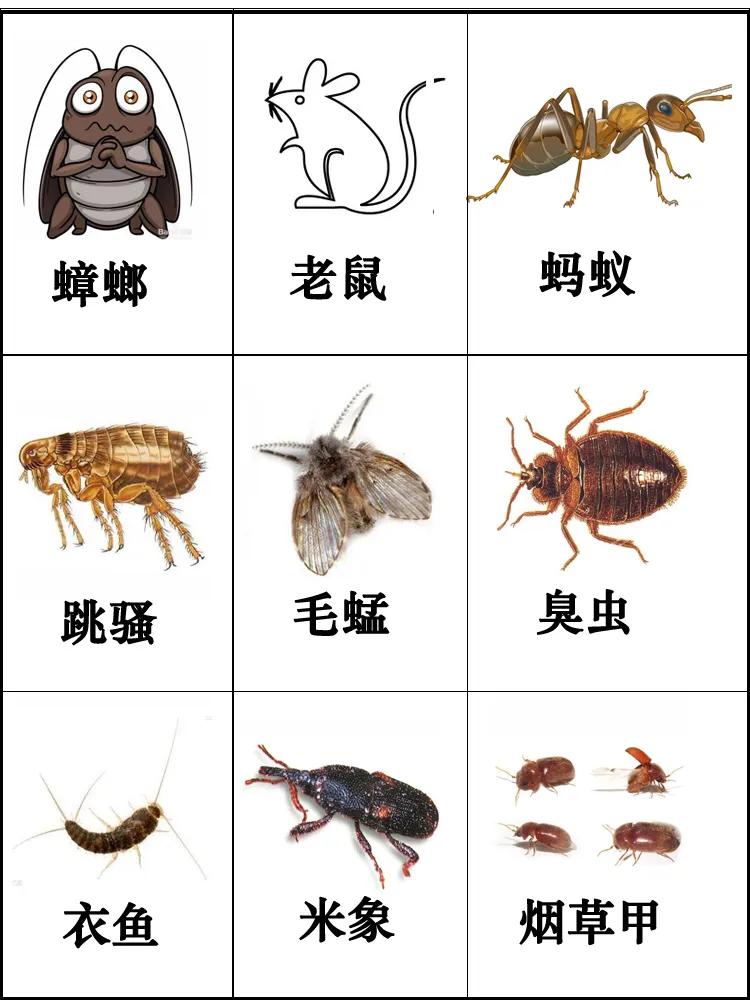 珠海橫琴新區街道滅(miè)蟑螂防鼠 橫琴滅蟲 橫琴滅跳蚤 臭蟲上門公司