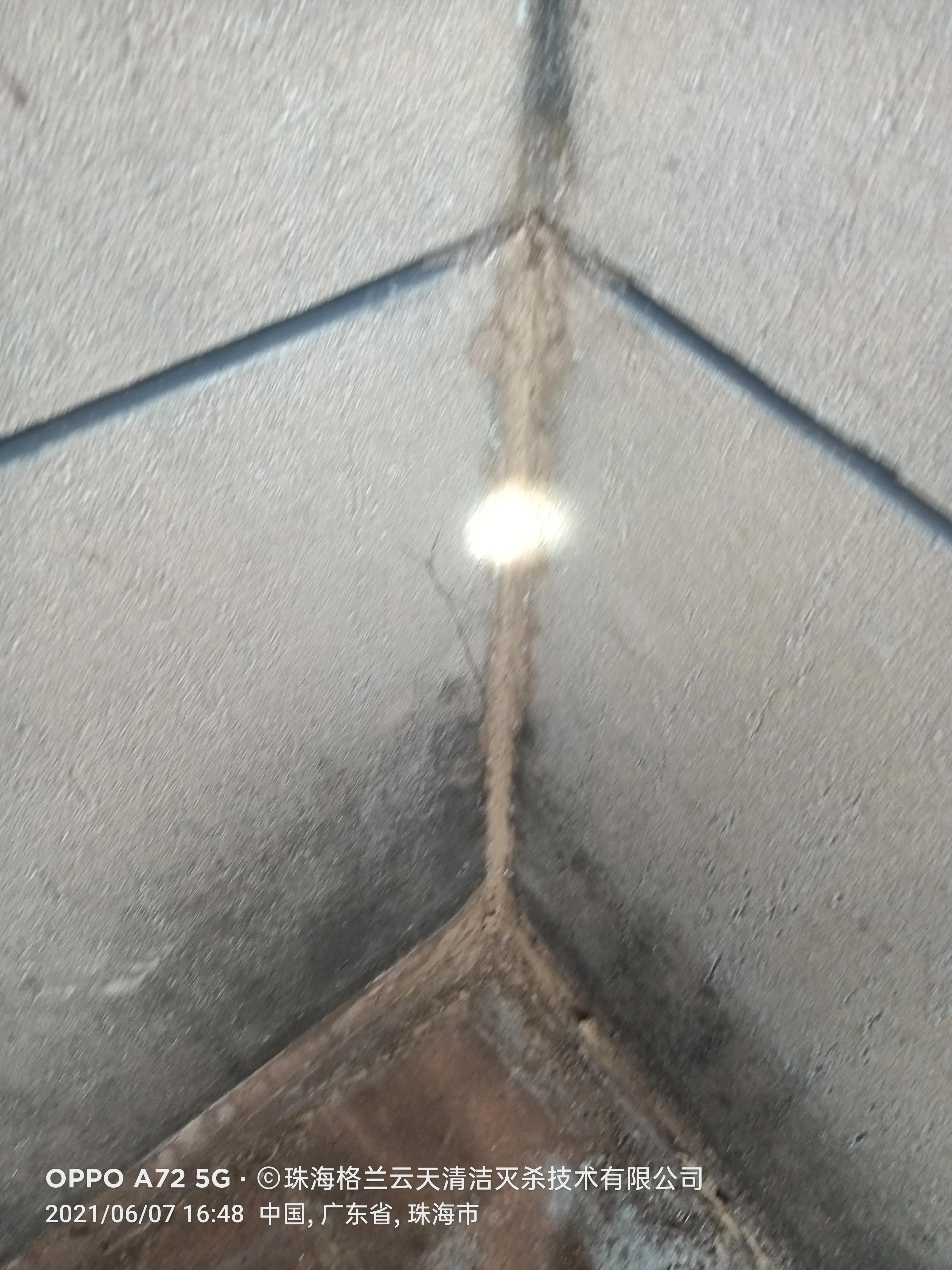 珠海白蟻防治中心 珠海白蟻（yǐ）防治（zhì）研究所