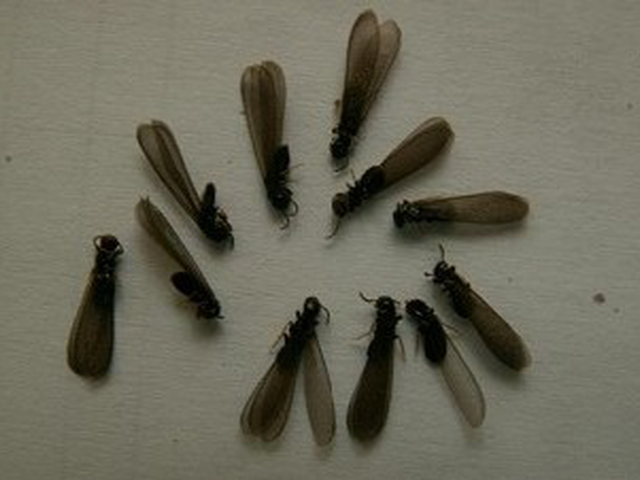 白蟻防治 -珠海(hǎi)白蟻(yǐ)防治公司 珠海白蟻防治公司 珠海白蟻預防