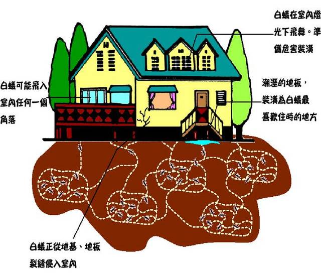 白蟻(yǐ)防治 -珠海白蟻防治公(gōng)司 珠海白蟻防治公司 珠海白蟻(yǐ)預防(fáng)
