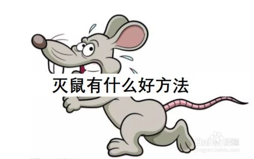 韶(sháo)關抓老鼠家庭(tíng)滅鼠-商場滅鼠-公司滅鼠(shǔ)-大型辦公樓滅鼠