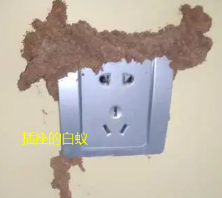 汕頭防治(zhì)白蟻站